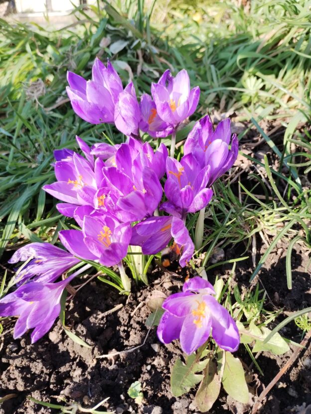 Lila Krokus auf einer Wiese